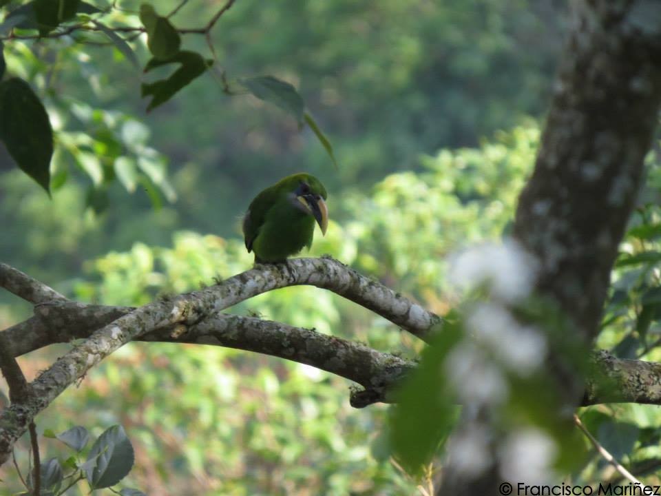 Groove-billed Toucanet (Yellow-billed) - ML29626731