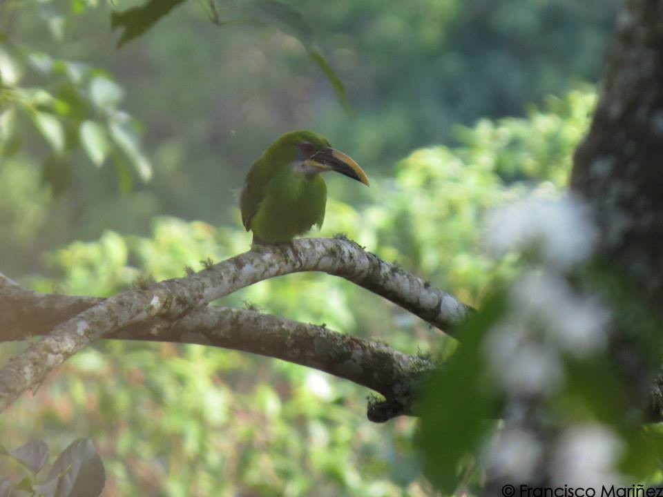 Groove-billed Toucanet (Yellow-billed) - ML29626761
