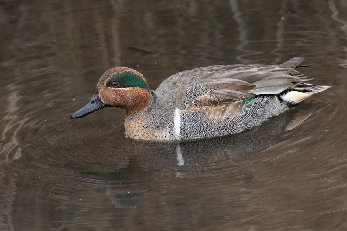 Green-winged Teal - ML296268471