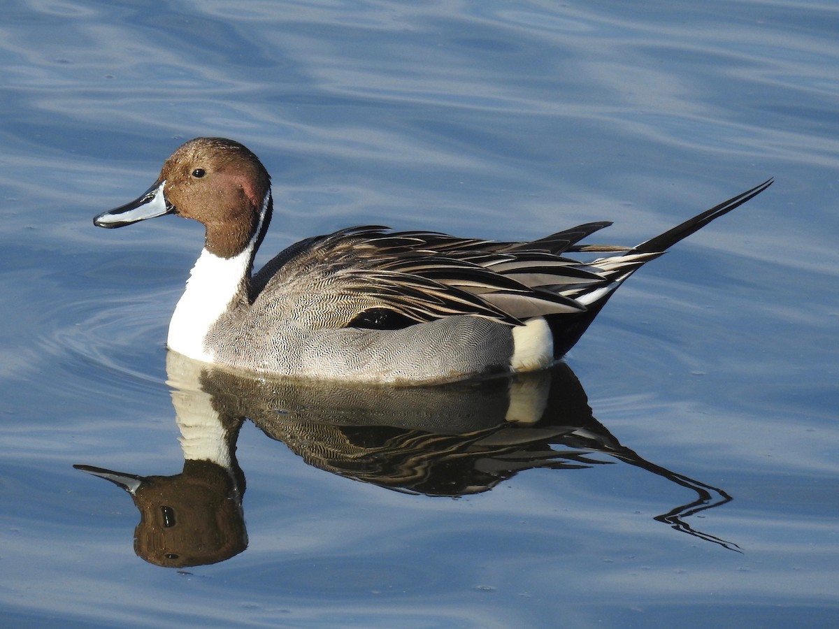 Northern Pintail - James Maley