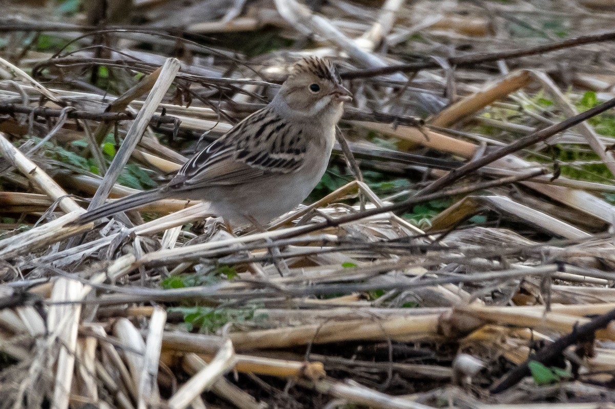 Clay-colored Sparrow - Phil Kahler