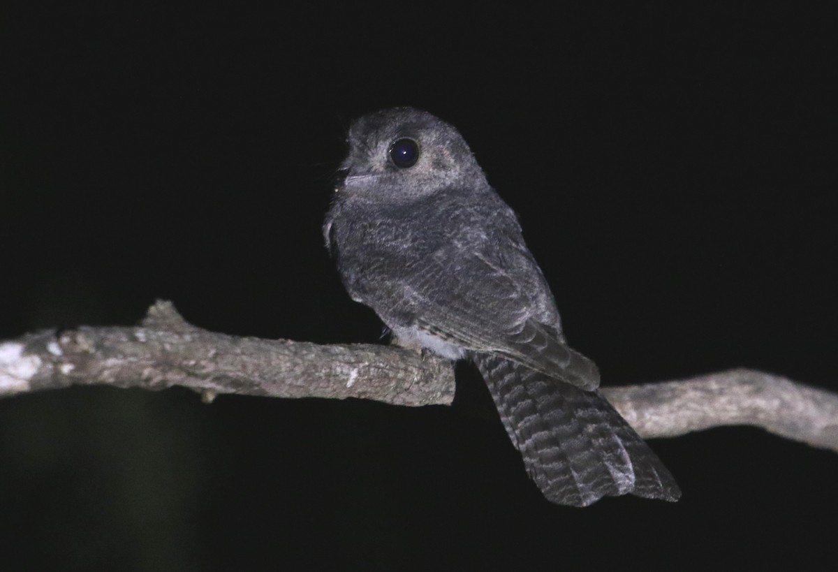 Australian Owlet-nightjar - Detlef Davies