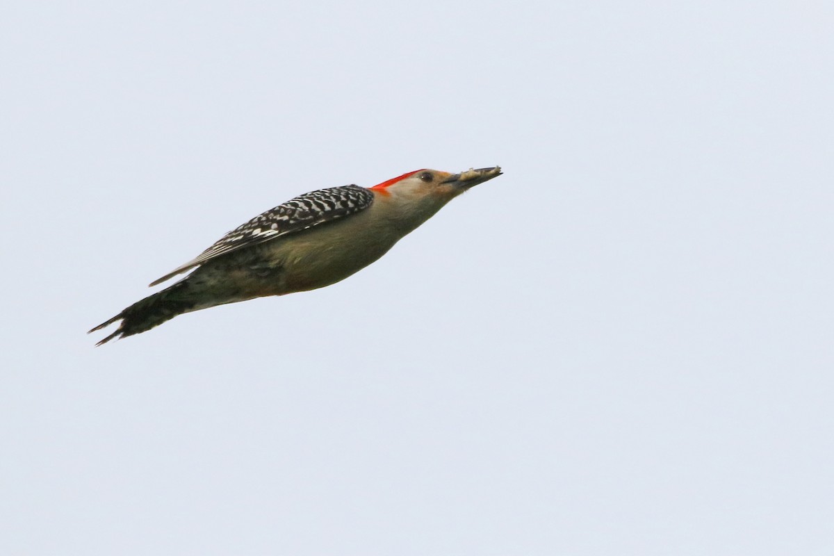 Red-bellied Woodpecker - Russ Smiley