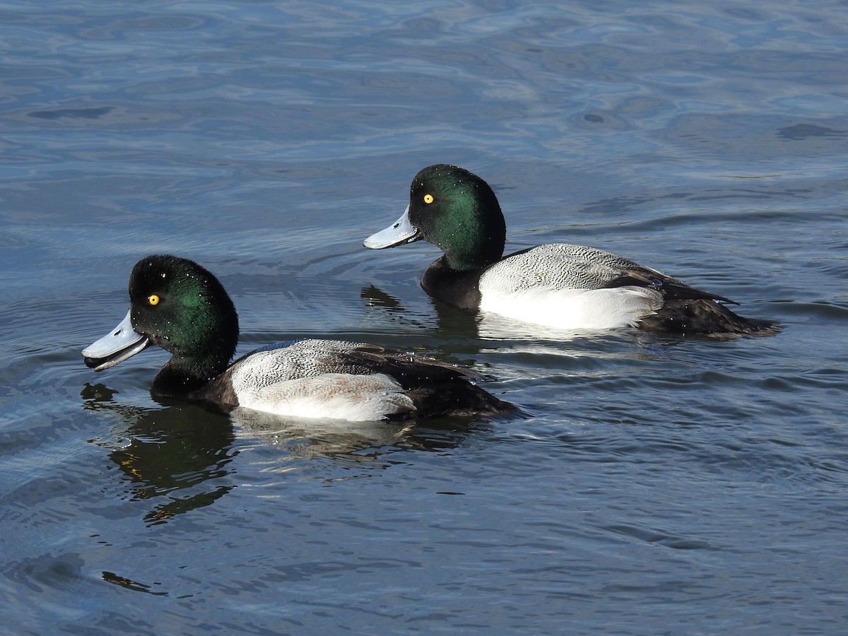 Greater Scaup - James Maley