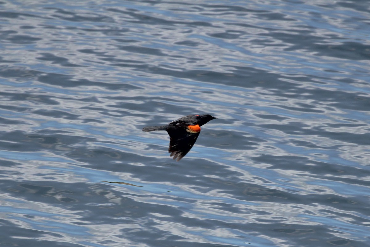 Red-winged Blackbird - Musa Awan