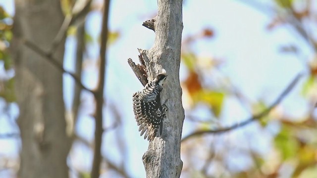 Freckle-breasted Woodpecker - ML296288331