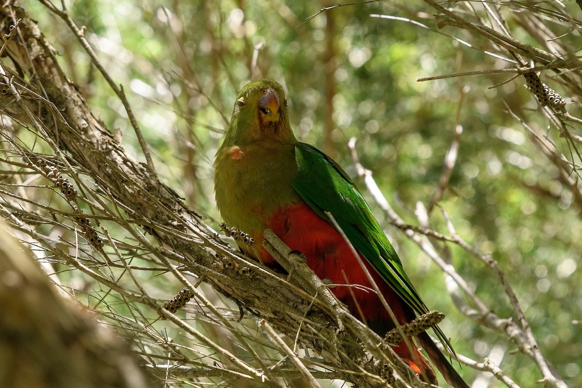 Australian King-Parrot - ML296291571