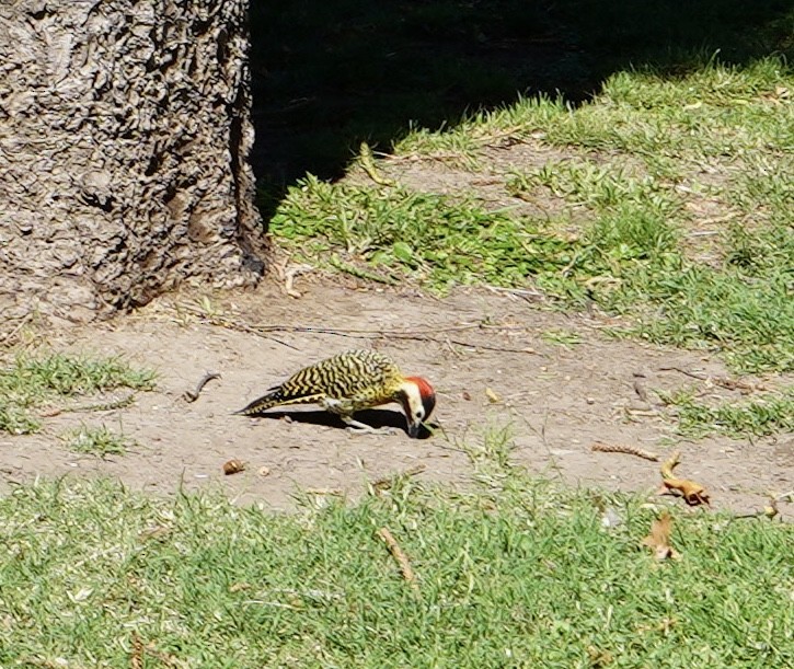 Green-barred Woodpecker - ML296292391