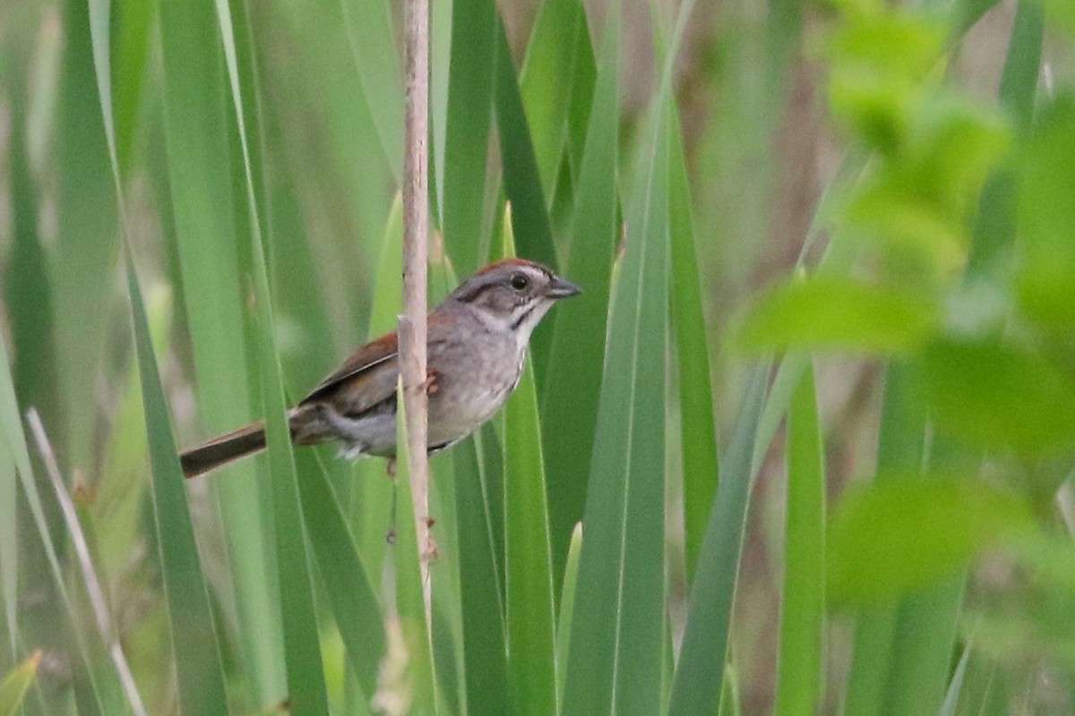 Swamp Sparrow - ML29629441