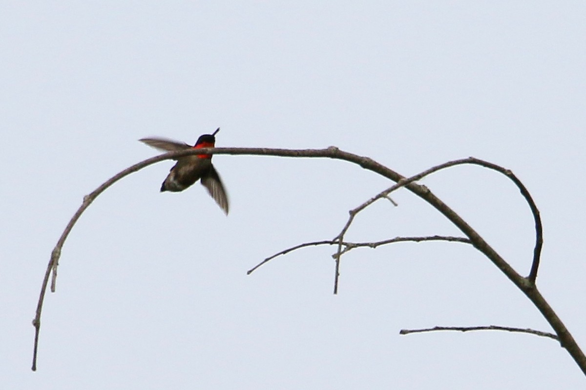 Ruby-throated Hummingbird - Russ Smiley