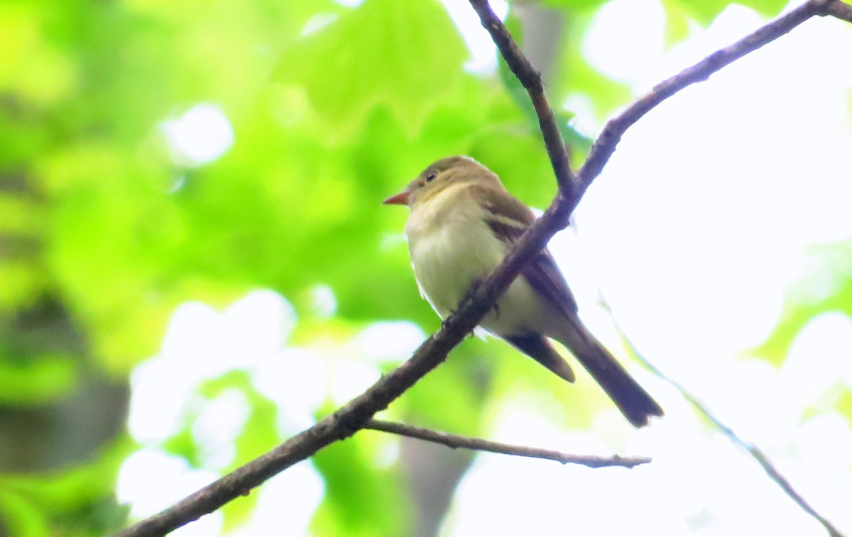 Acadian Flycatcher - Barry Day