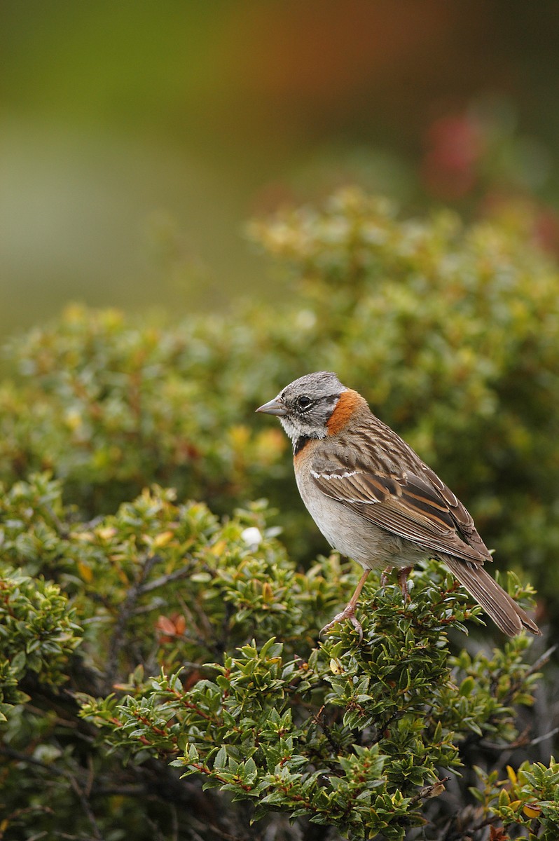 Rufous-collared Sparrow - ML29630311