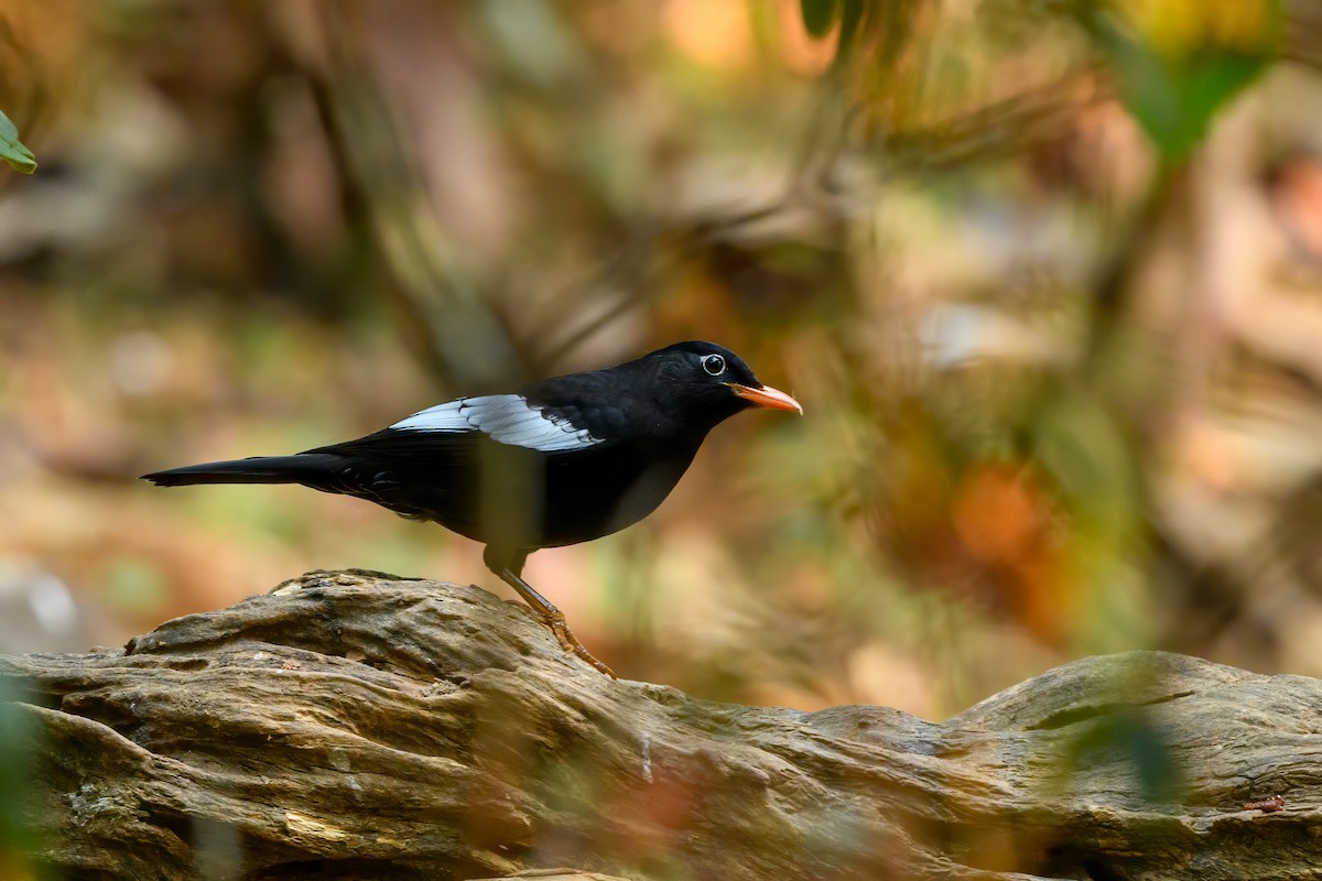 Gray-winged Blackbird - Hemant Dhadnekar