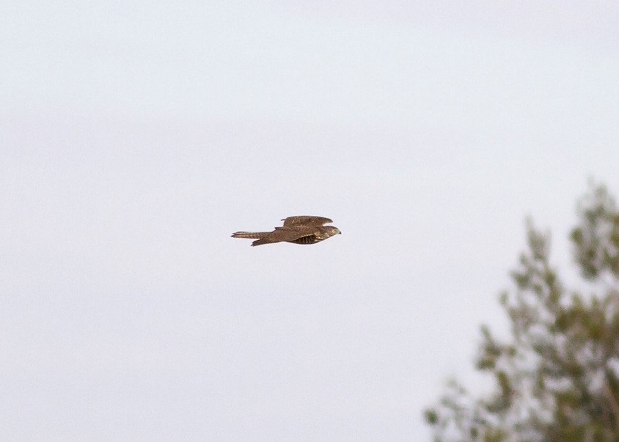 Collared Sparrowhawk - Stephen Murray
