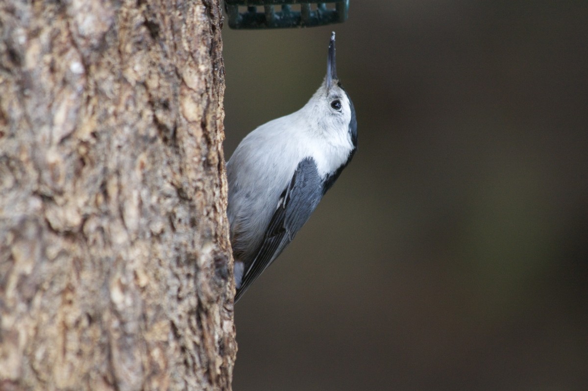 White-breasted Nuthatch - ML29630791