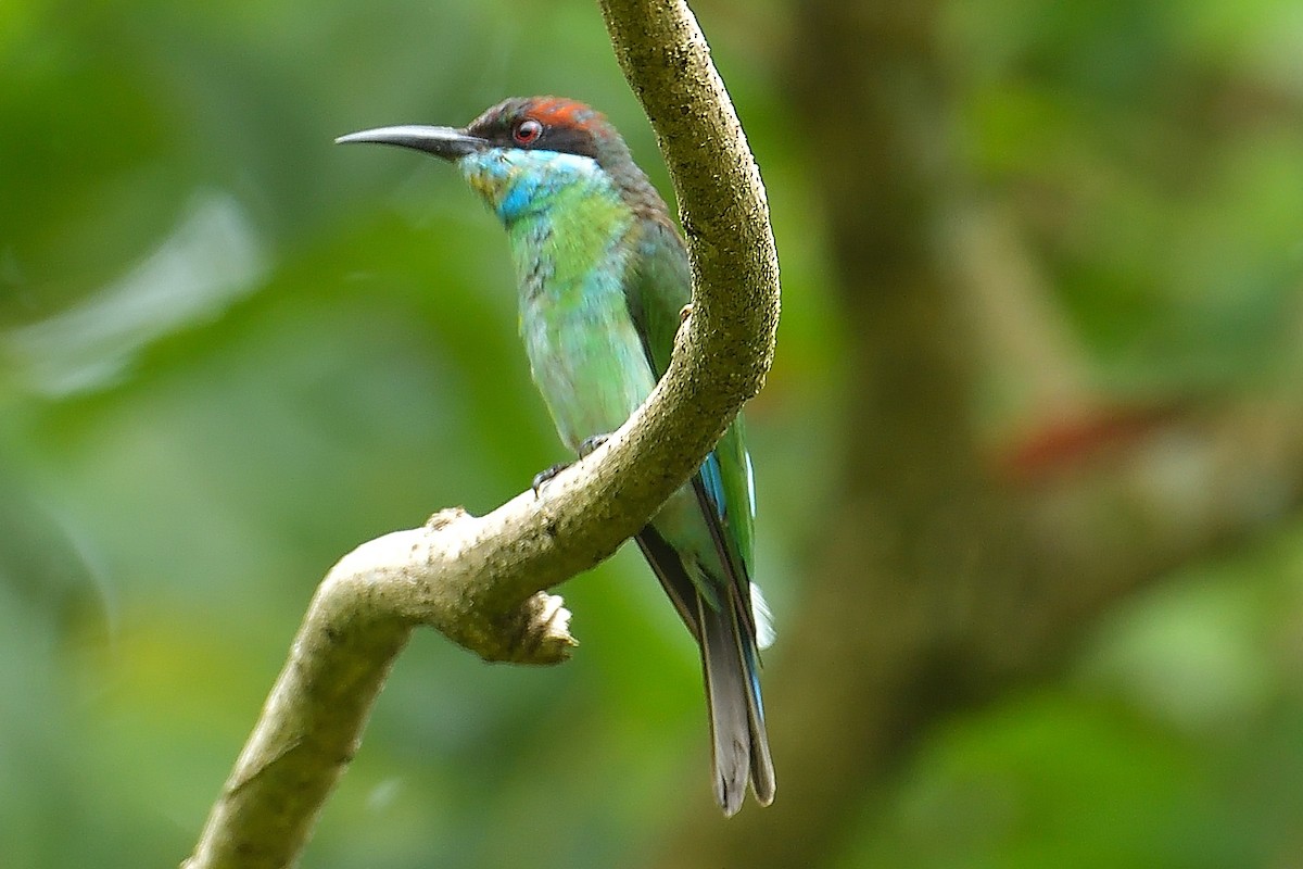 Blue-throated Bee-eater - ML296309831