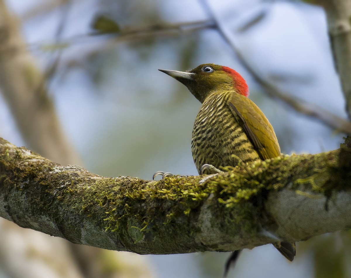 Rufous-winged Woodpecker - ML296309971