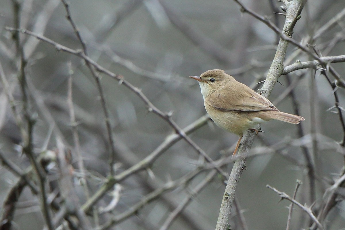 Booted Warbler - ML296310201