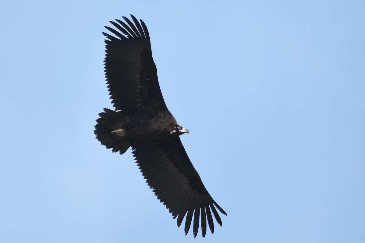 Cinereous Vulture - ML296310791