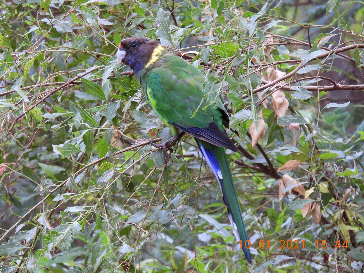 Воротничковый попугай (semitorquatus) - ML296312781