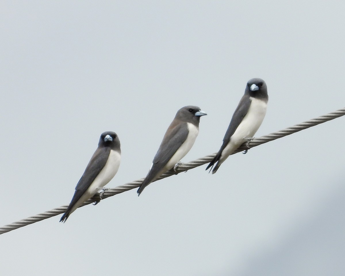 White-breasted Woodswallow - Rovina Facey