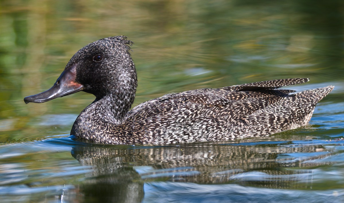 Freckled Duck - ML296313741