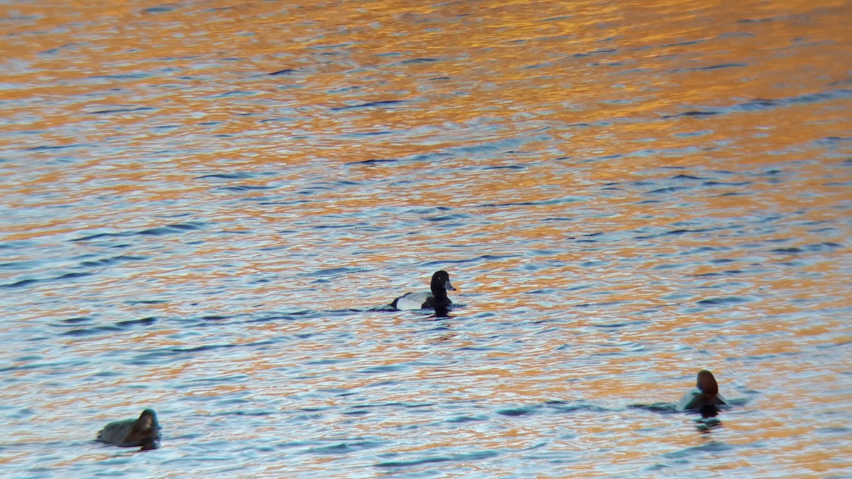 Greater Scaup - ML296314631