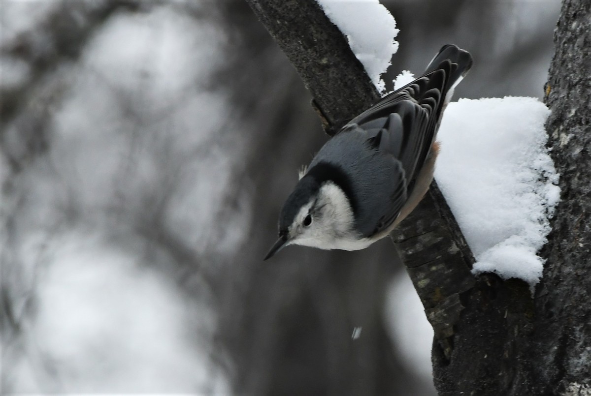 White-breasted Nuthatch - ML296317761