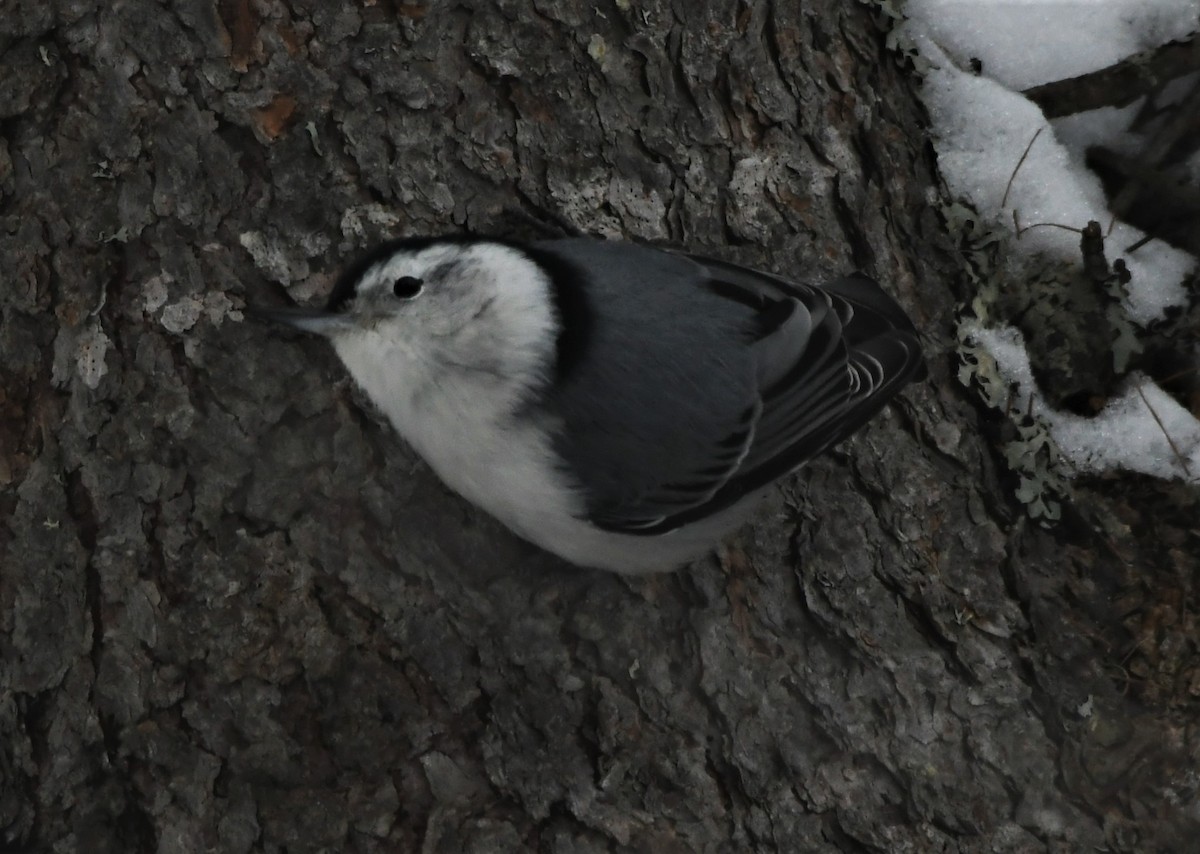 White-breasted Nuthatch - Francois Dubois