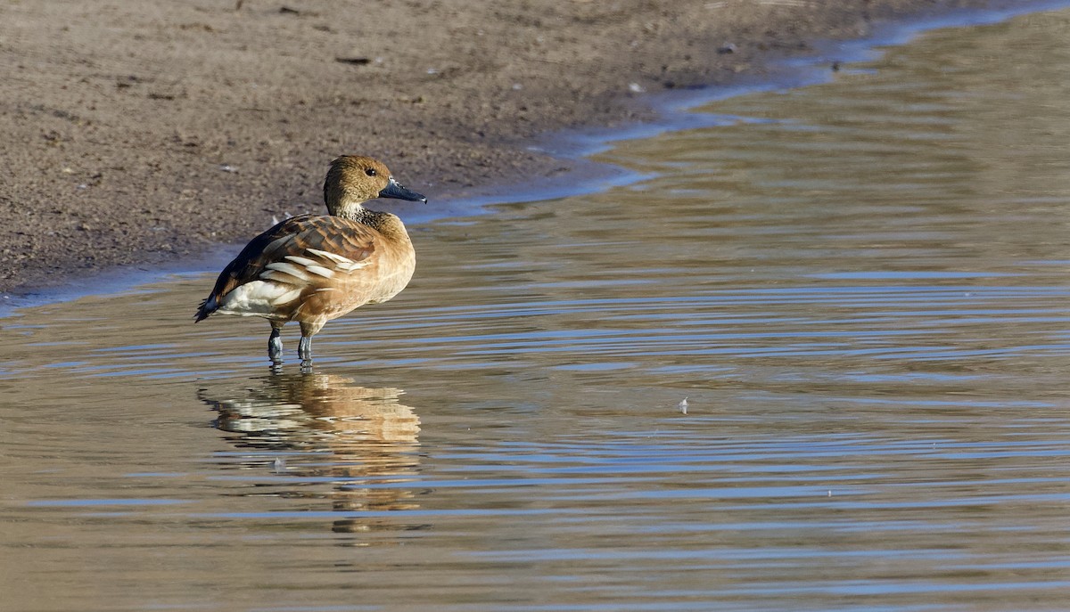 Fulvous Whistling-Duck - ML296321681