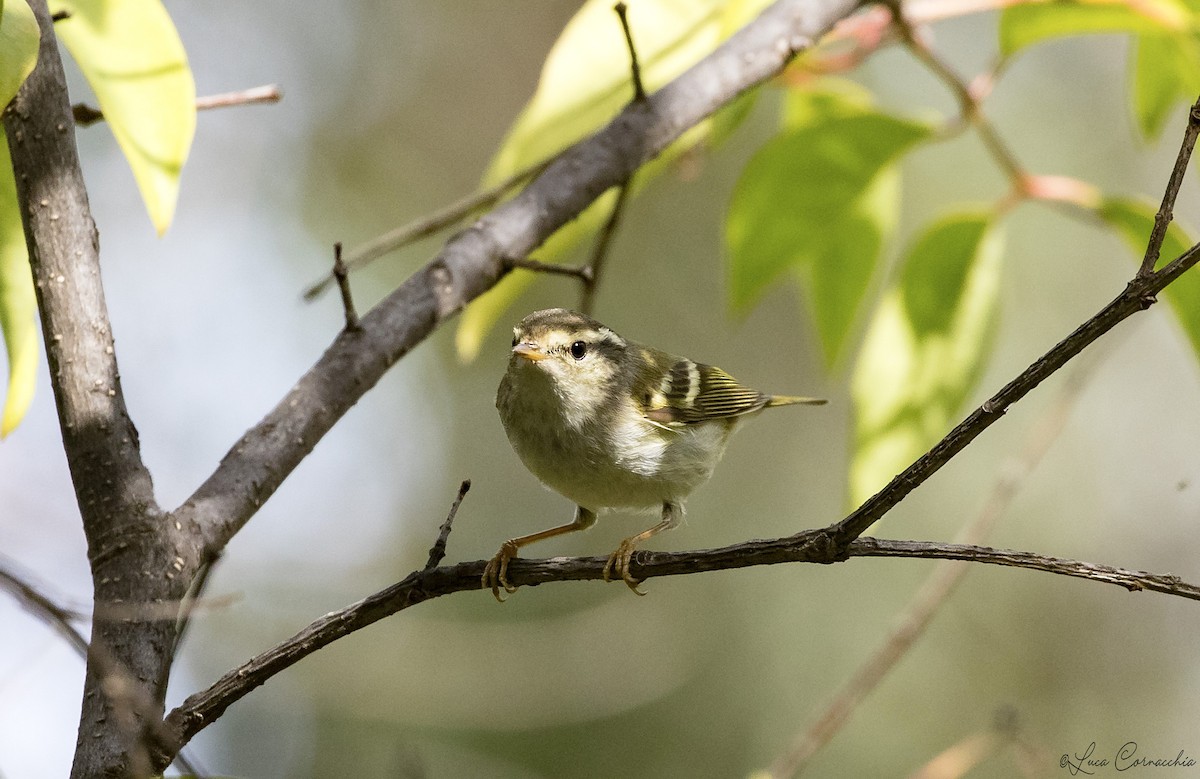 Yellow-browed Warbler - Luca Cornacchia