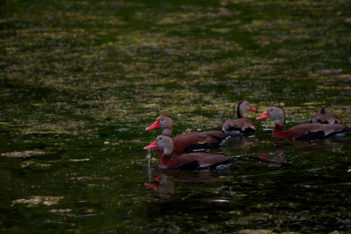 Black-bellied Whistling-Duck - MARY URBANY