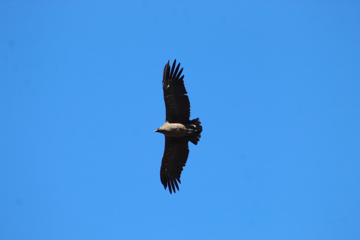 Andean Condor - Marcos de Larminat