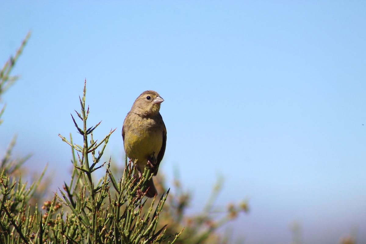 Grassland Yellow-Finch - Marcos de Larminat