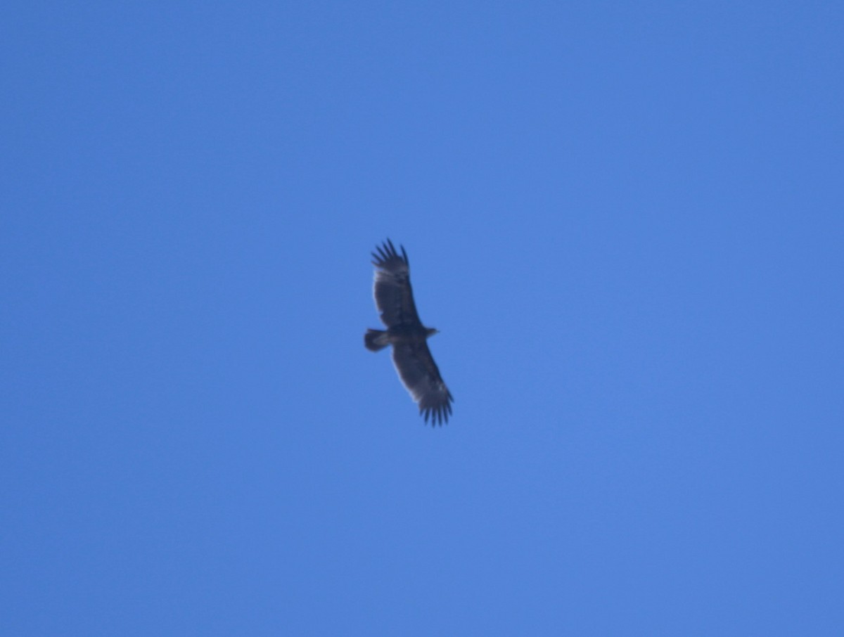 Greater Spotted Eagle - ML296336101