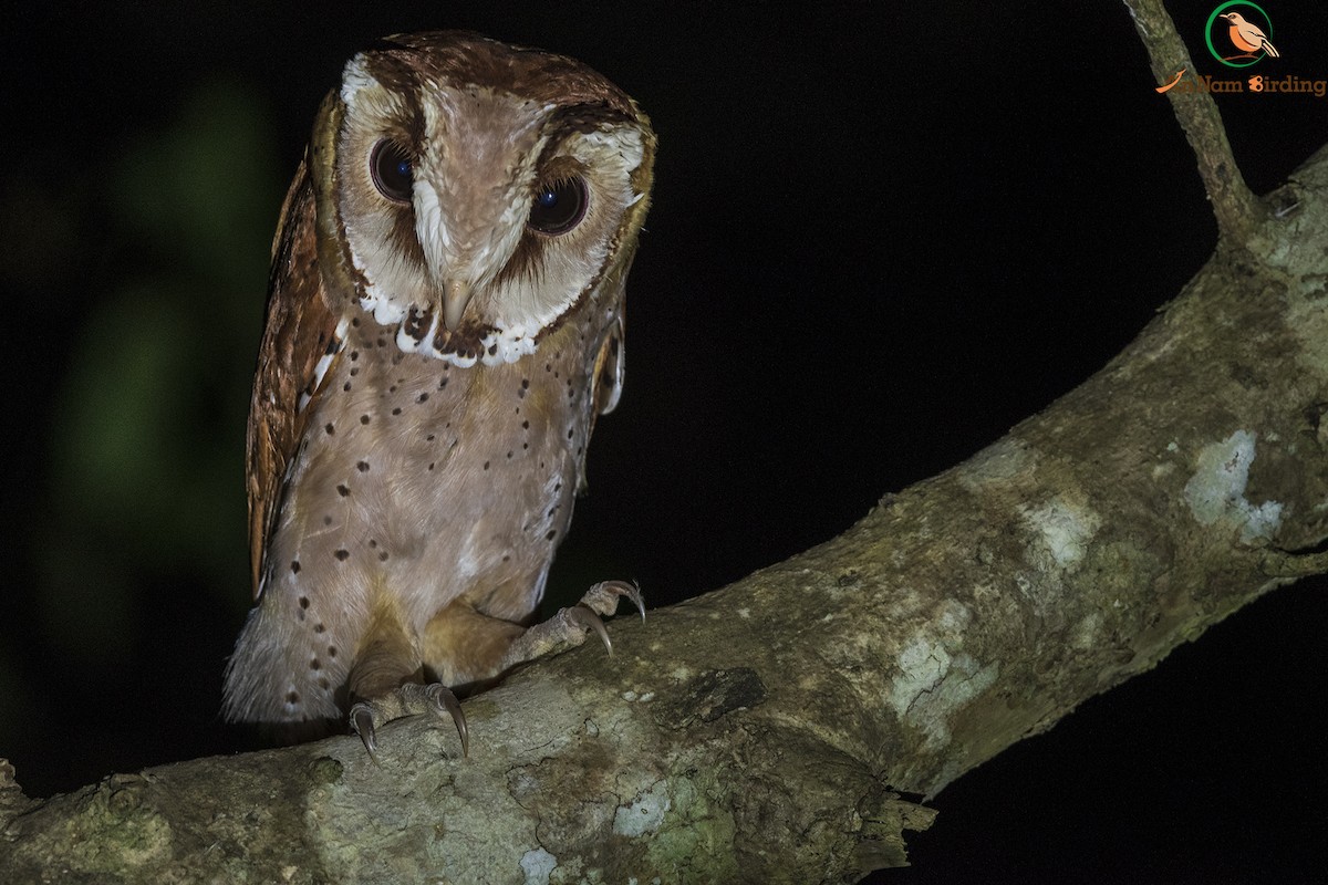 Oriental Bay-Owl - Dinh Thinh