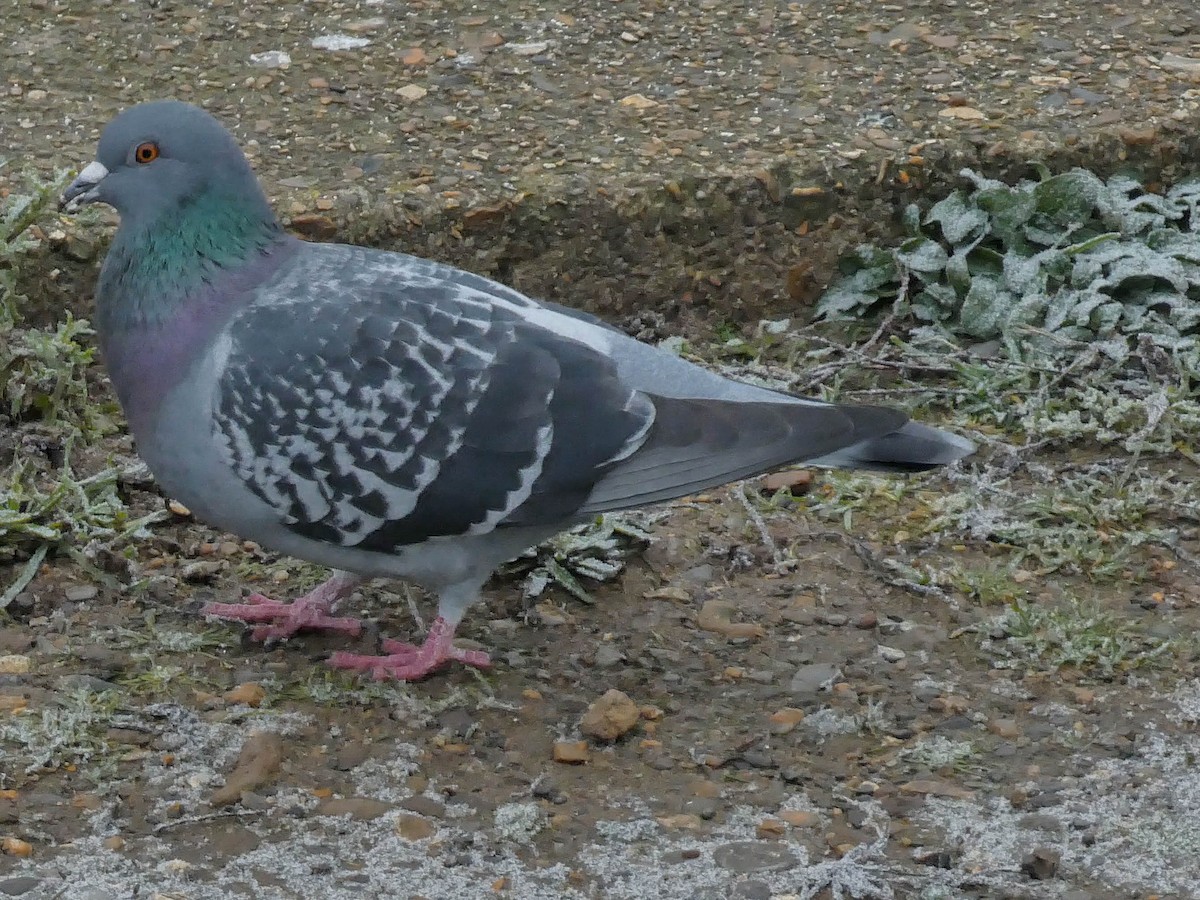 Rock Pigeon (Feral Pigeon) - ML296340041