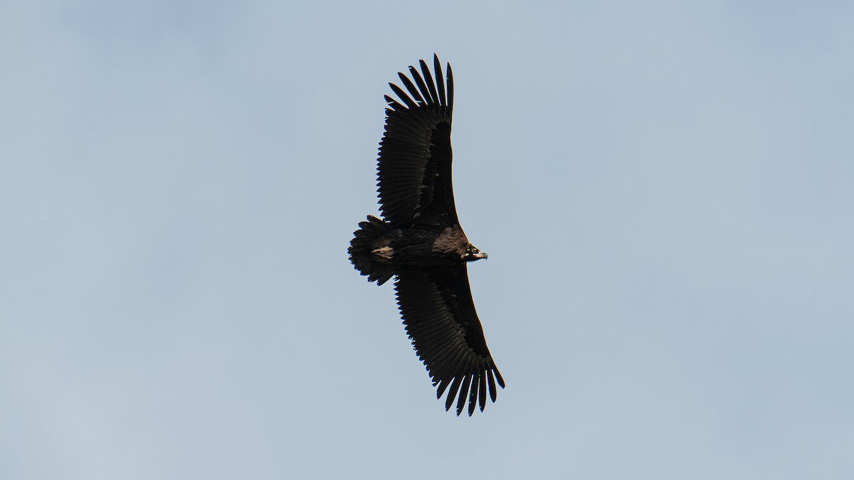 Cinereous Vulture - ML296343771