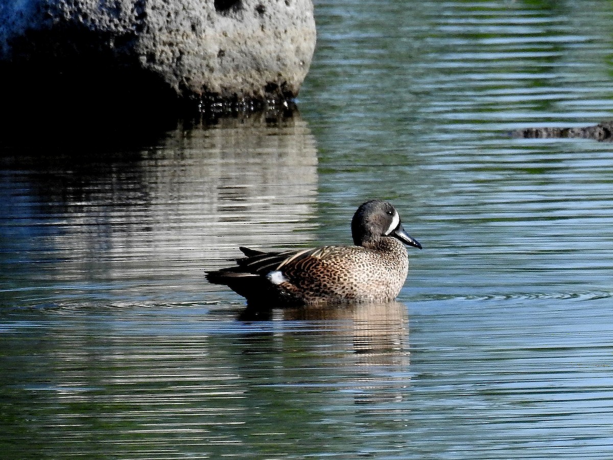 Blue-winged Teal - ML29634621