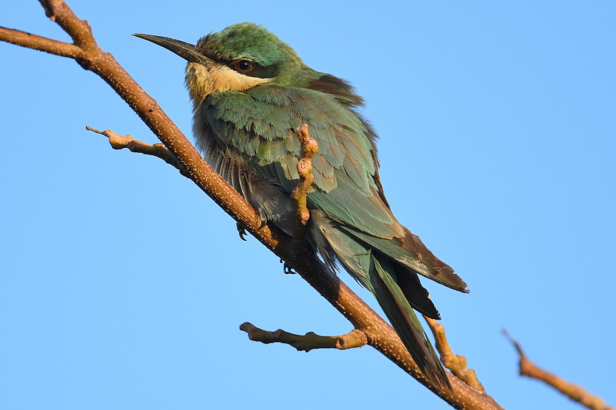 Blue-cheeked Bee-eater - ML296347421