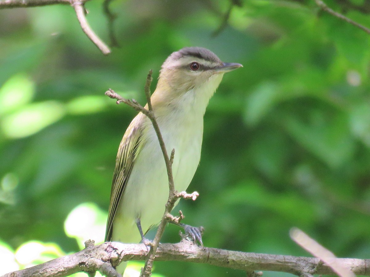 Red-eyed Vireo - JamEs ParRis