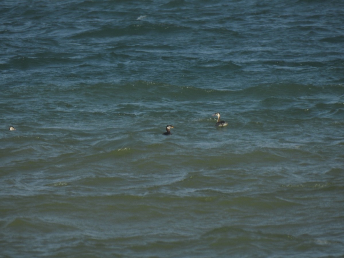 Red-necked Grebe - ML296352001