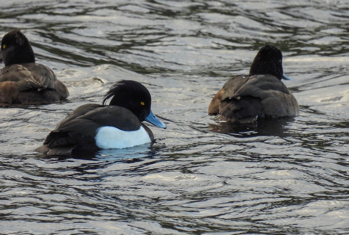 Tufted Duck - ML296354191