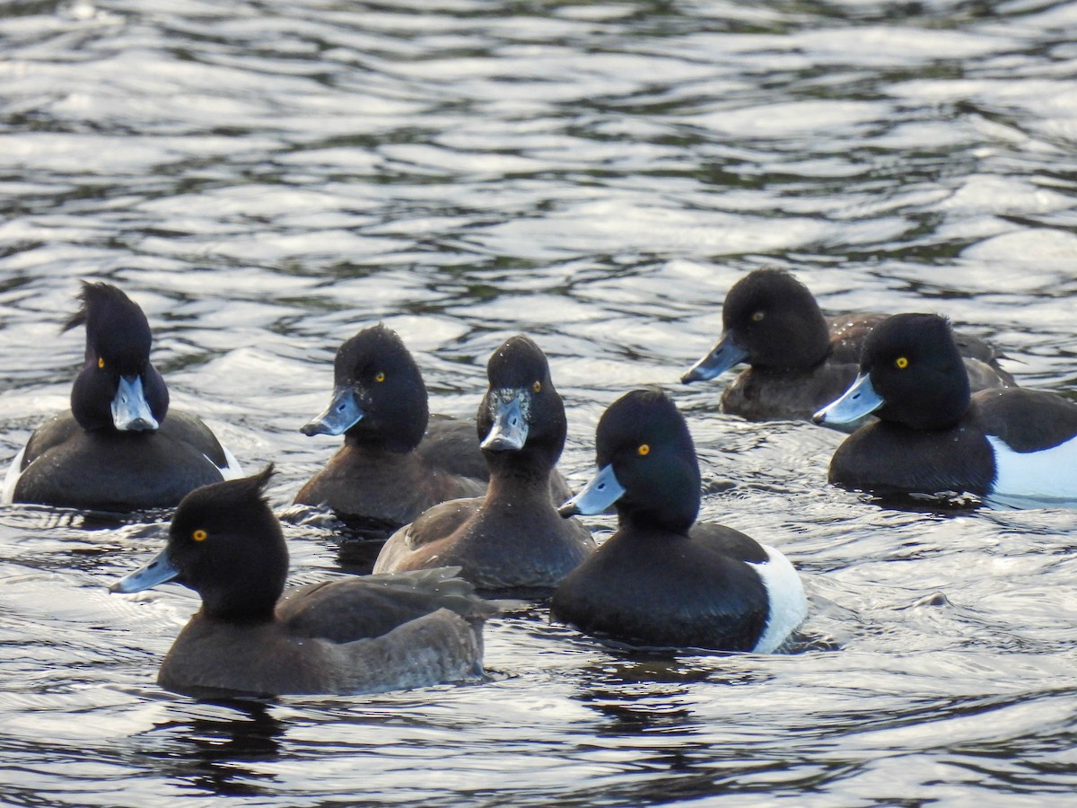 Tufted Duck - ML296354201