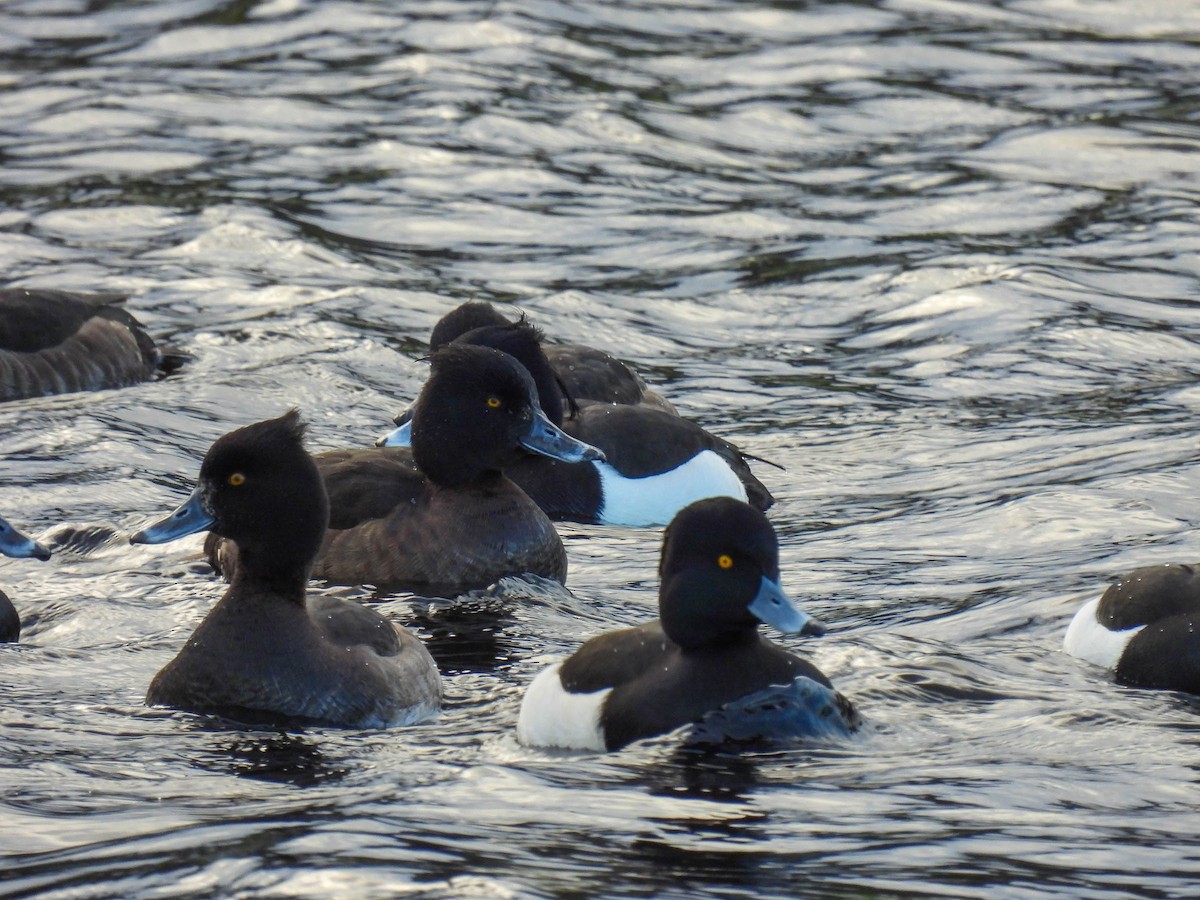 Tufted Duck - ML296354211