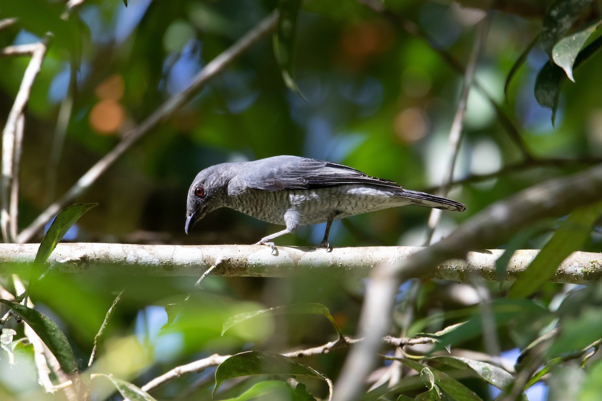 Lesser Cuckooshrike - Sutanan Pinmaneenopparat