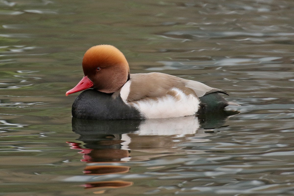 Red-crested Pochard - Dominic Mitchell