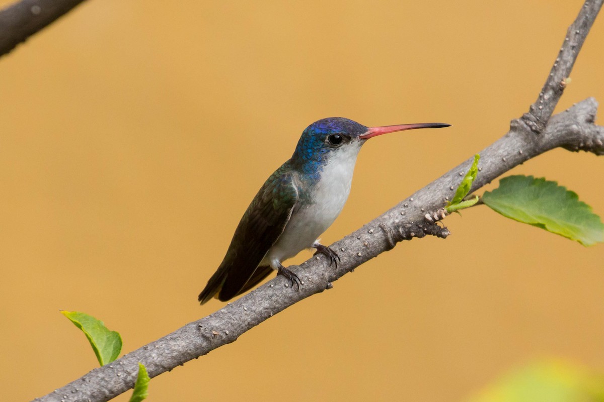 Violet-crowned Hummingbird - Patrick Van Thull