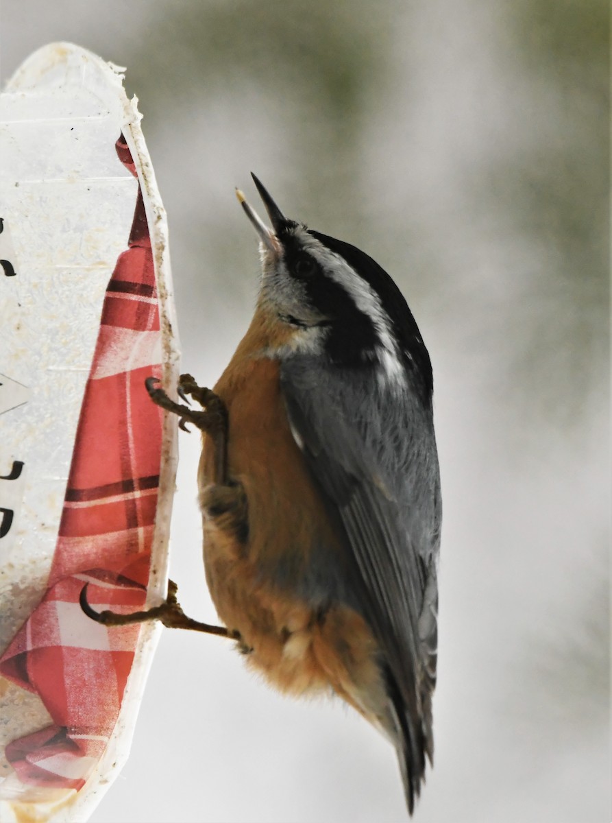 Red-breasted Nuthatch - ML296361961