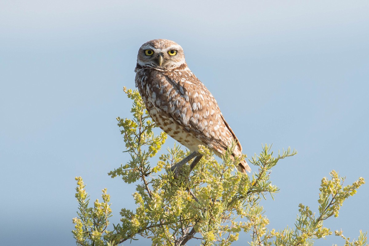 Burrowing Owl - Patrick Van Thull